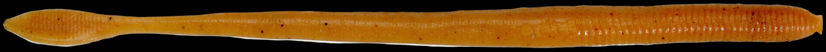 Berkley | Gulp Nightcrawler | 15cm - Image 3