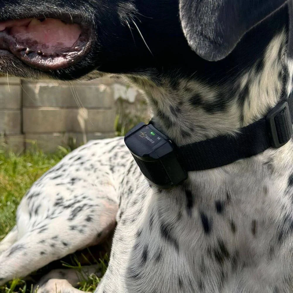 Dog Trace | Electronic Training Collar For Dogs D-Control Edge 200 - Image 12
