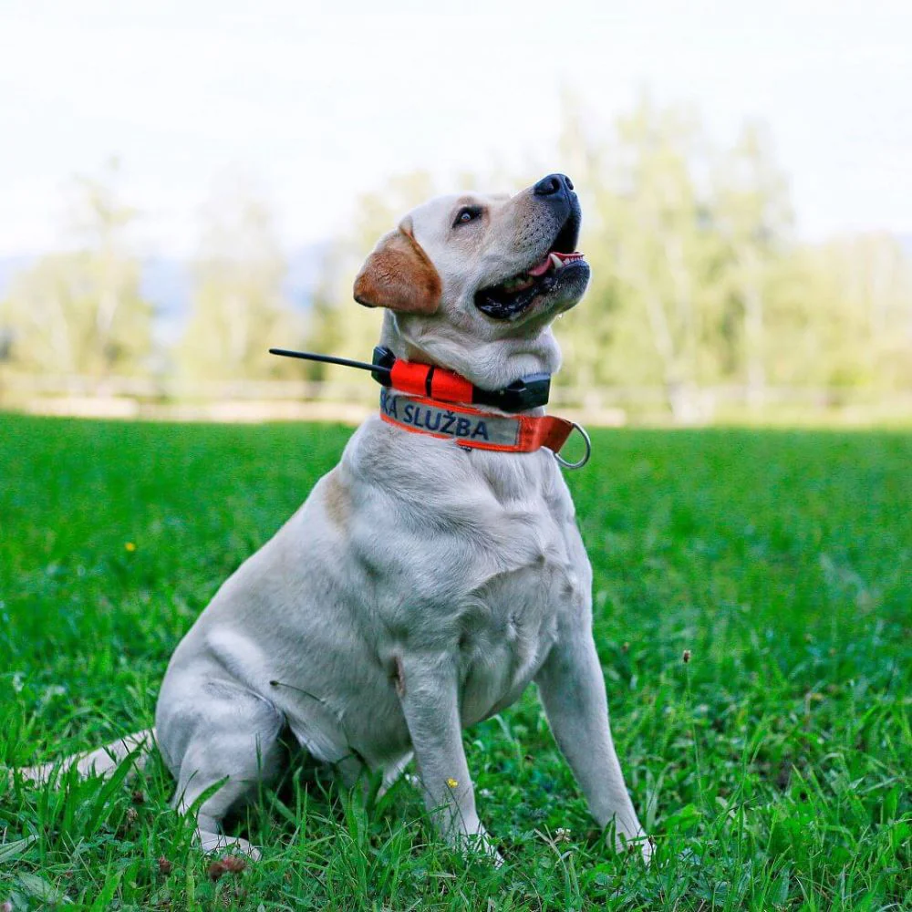 Dog Trace | Tracking system DOG GPS X25 | Orange - Image 8