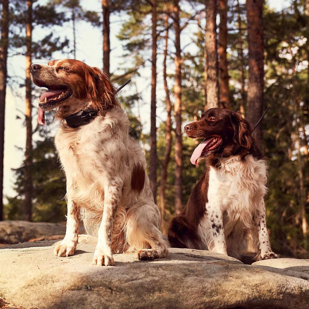 Dog Trace | Tracking system DOG GPS X30 | Orange - Image 8