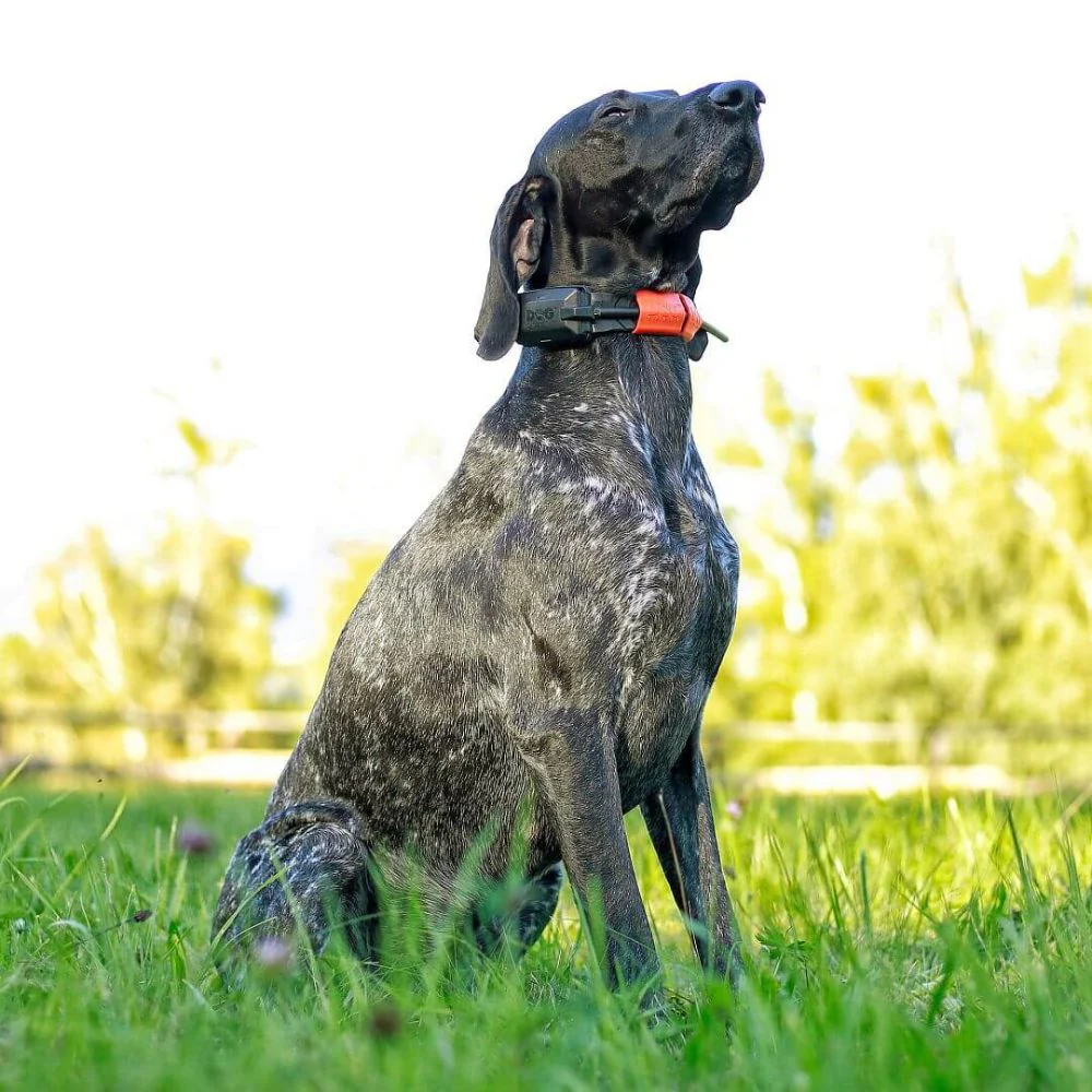 Dog Trace | Tracking system DOG GPS X30 | Orange - Image 9