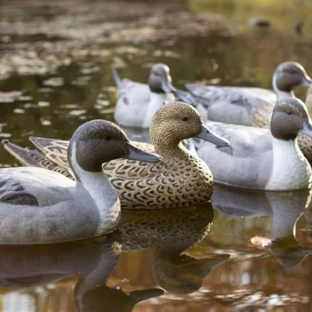 Flambeau | Classic Pintail Duck Decoys - Image 3