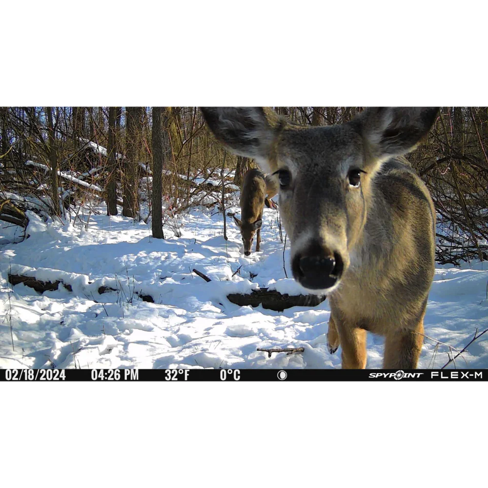 Spypoint® | FLEX-M Trail Camera - Image 7